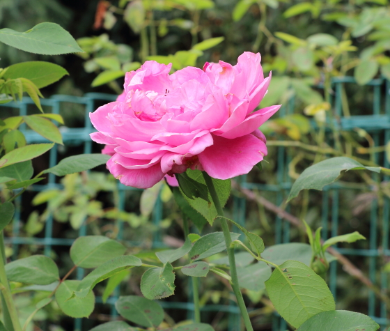 ポール ネイロンは丸弁抱え咲きの花です