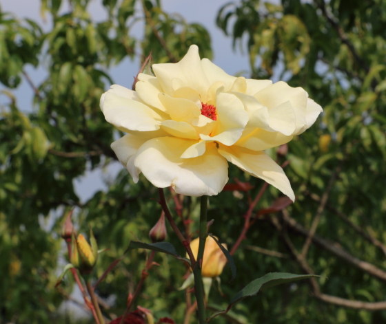 ロマンティックジュリア バラ 茶色花の名花ジュリアの枝変わり品種 イパネマおやじ イパネマおやじ ハーブとバラ 育てる楽しさは１株から心と風景が豊かになる夢の時間