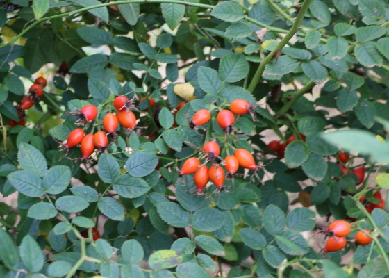 秋の花菜ガーデンにはローズヒップが実っていた