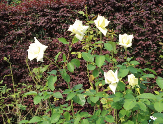 そどり姫の花径は１４ｃｍ程の巨大輪