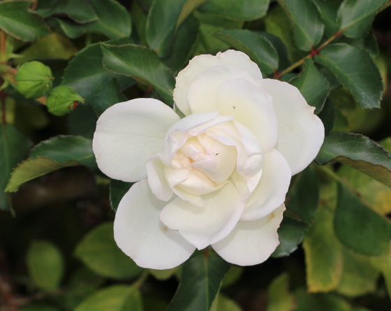 ホワイト メイディランドはロゼット咲きです