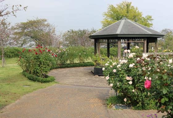 秋の花菜ガーデンの風景