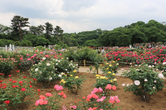 生田緑地ばら苑の風景