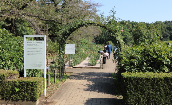 神代植物園　２０１７年１０月