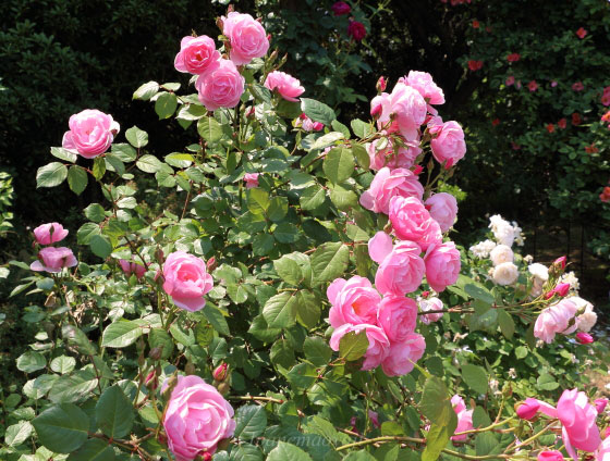 ボウ・ベルズの花形はカップ咲きです