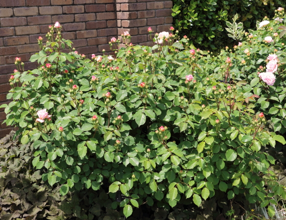 グルス アン アーヘンの花色はクリームピンクブレンド色の花