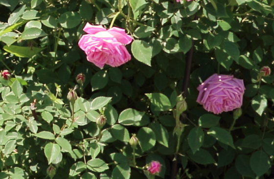 ヘルモサは濃いピンク色の中輪花