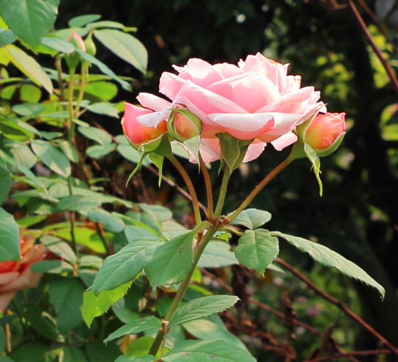 ポールボキューズはフルーツ系の芳香がある