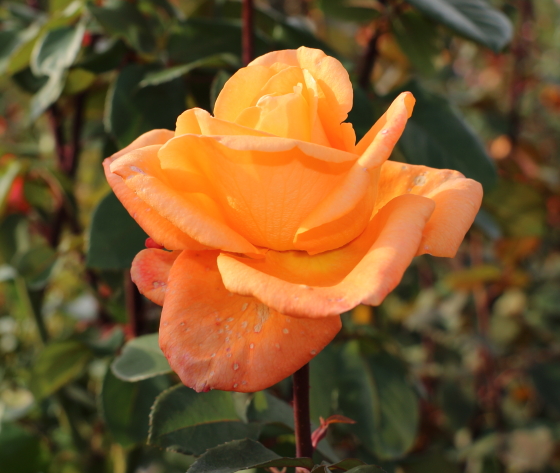 常夏の花径は大輪サイズです