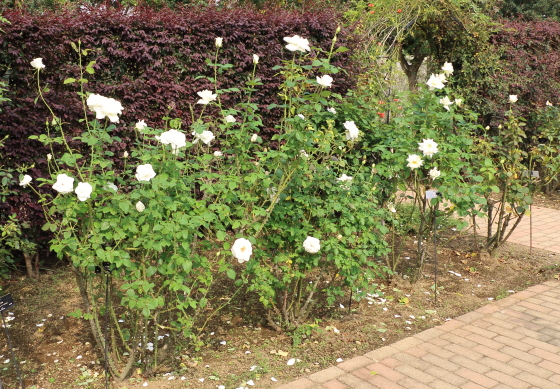 ヴィルゴは丸弁高芯咲きです