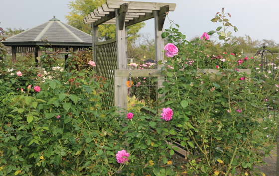 秋の花菜ガーデンの風景