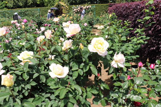 春の花菜ガーデンの風景