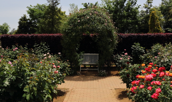 花菜ガーデンの風景