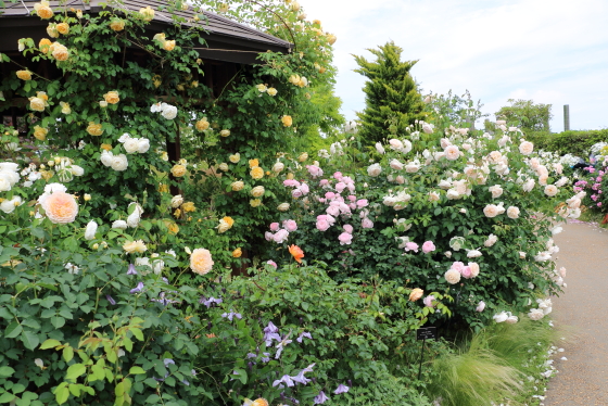 春の花菜ガーデンの風景です