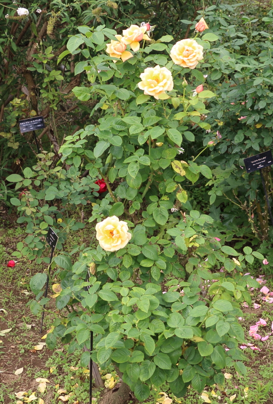 花径は１０ｃｍの大輪です