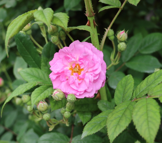 花芯のしべが長くて美しい