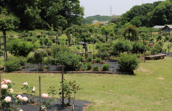 春の野津田バラ園の風景