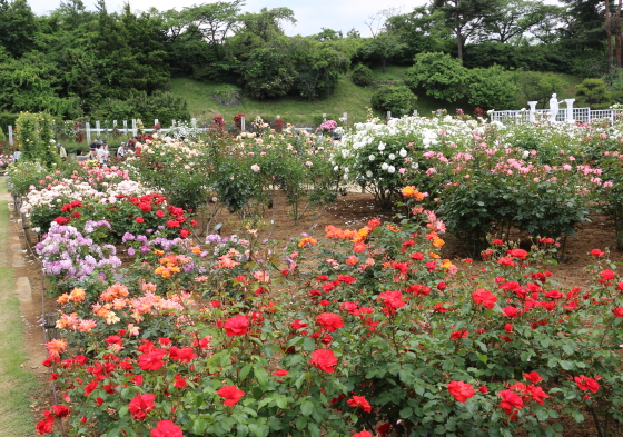 生田緑地ばら苑の風景