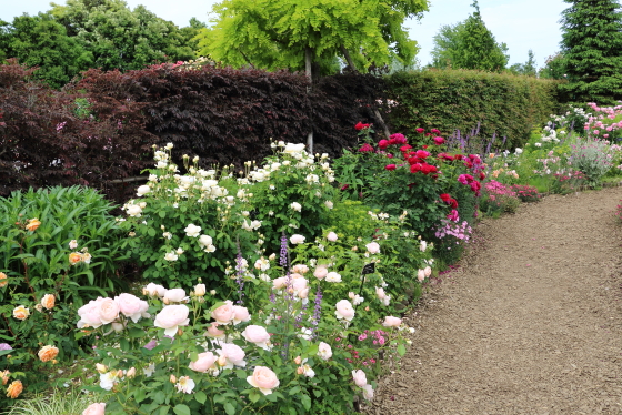 春の花菜ガーデンの風景