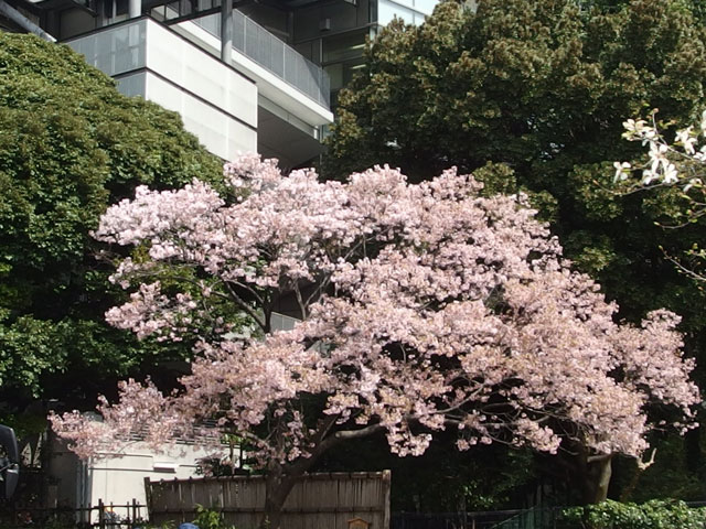 新宿御苑の大木戸門前