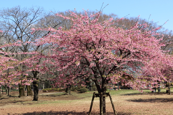 花粉の飛び交う公園にて