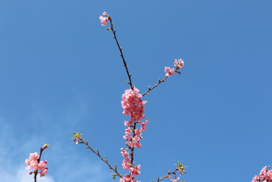 青空の公園にて