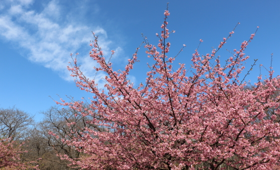 河津桜が満開です