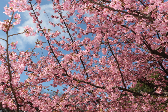 満開の河津桜