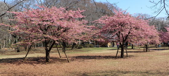 河津桜の咲く代々木公園にて