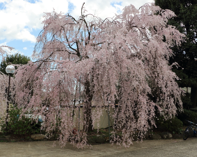 妙法寺の枝垂れ桜