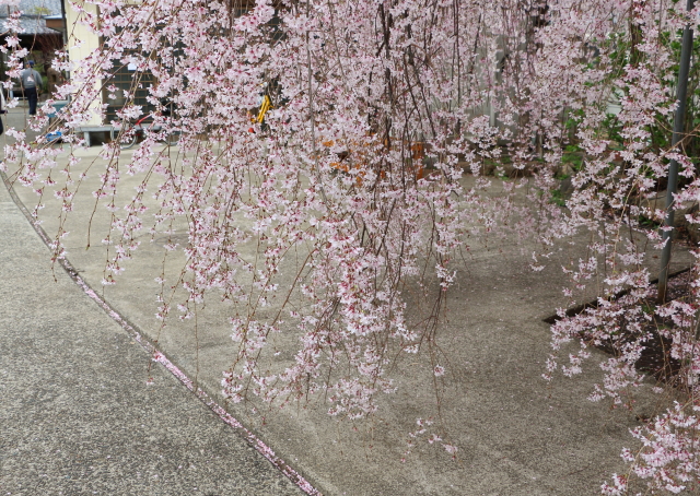 妙法寺の枝垂れ桜