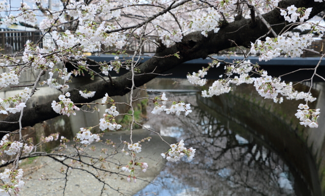 仙川の桜