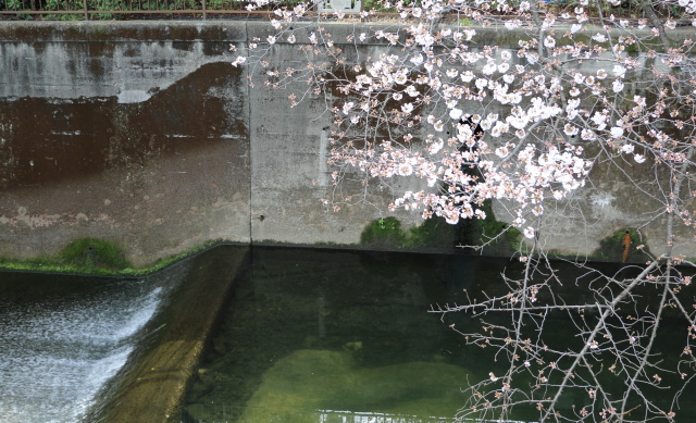 仙川に沿って咲く桜