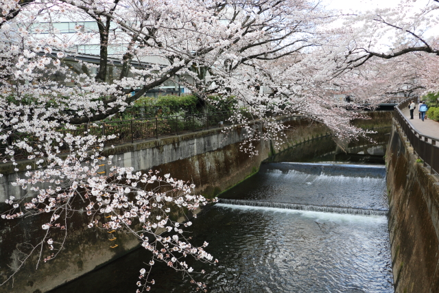 仙川に映る桜