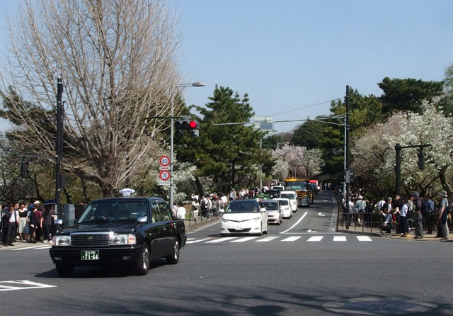 千鳥が淵の桜