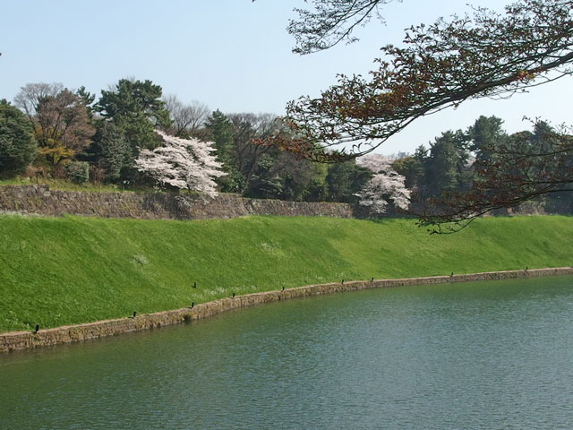 千鳥が淵の桜