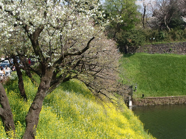 千鳥が淵の桜