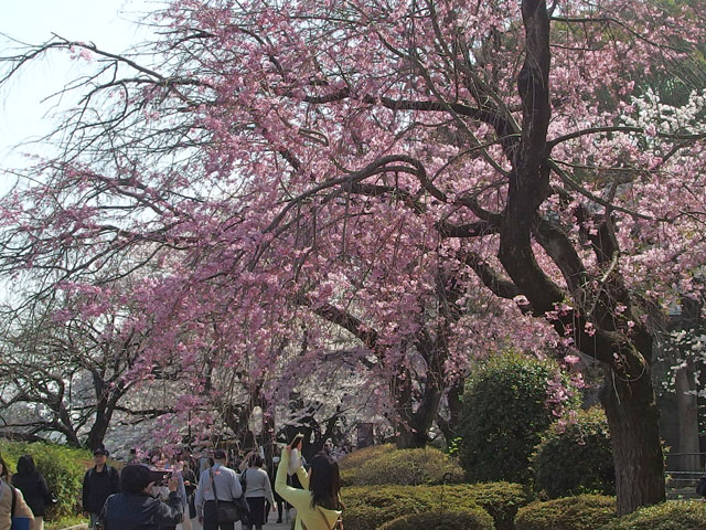 千鳥が淵の桜