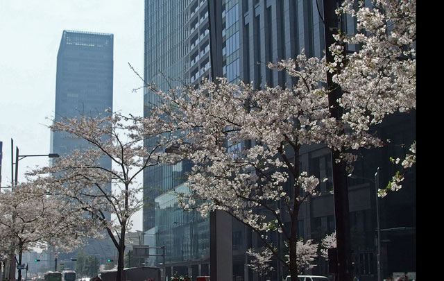 東京駅前の桜通り