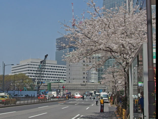 東京駅前の桜通り