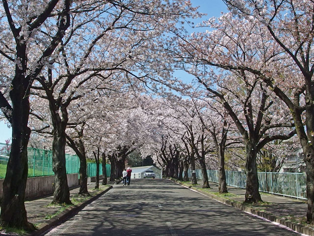 坂道の両側は桜満開です