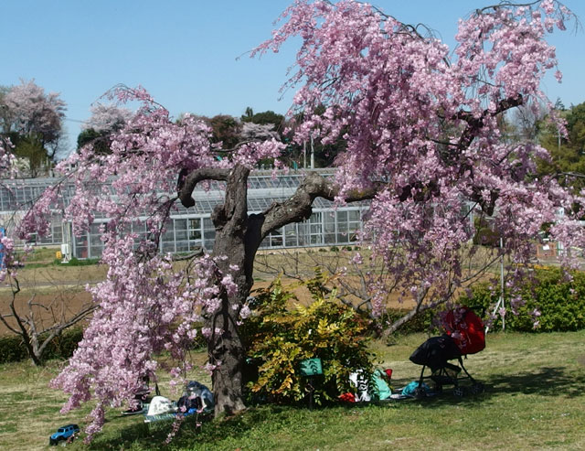 フルーツパークの桜が満開です