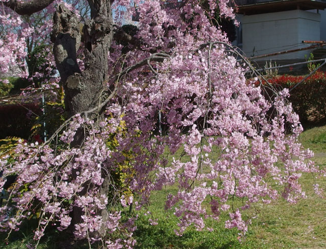 フルーツパークの枝垂桜です