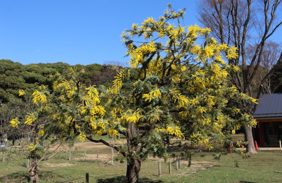 アカシアの花