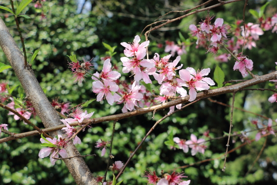 アーモンド ハーブ苗 早春になるとモモに似た花を咲かせる イパネマおやじ イパネマおやじ ハーブとバラ 育てる 楽しさは１株から心と風景が豊かになる夢の時間