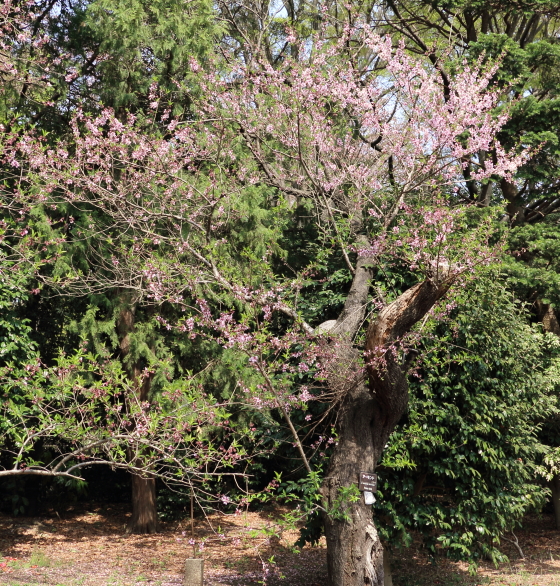 アーモンドは落葉小高木です