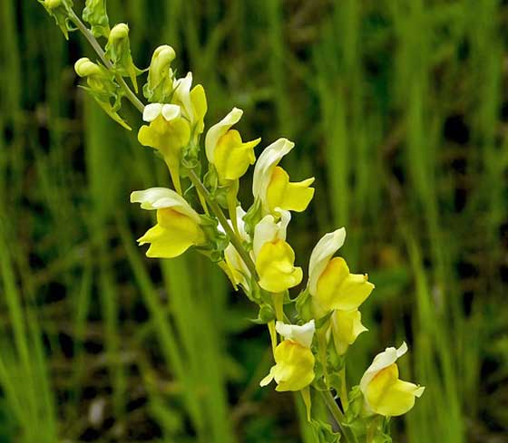 キンギョソウ 季節の花 春の花壇にはお馴染みの花 イパネマおやじ イパネマおやじ ハーブとバラ 育てる楽しさは１株から心と風景が豊かになる夢の時間