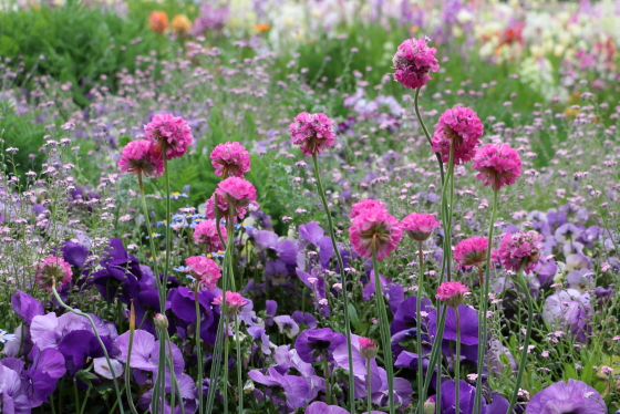 アルメリア 季節の花 ヒョロッと伸びた長い茎が個性的 イパネマおやじ イパネマおやじ ハーブとバラ 育てる楽しさは１株から心と風景が豊かになる夢の時間