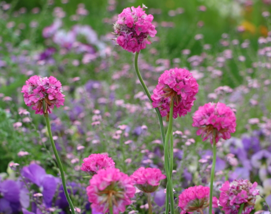 アルメリア 季節の花 ヒョロッと伸びた長い茎が個性的 イパネマおやじ イパネマおやじ ハーブとバラ 育てる楽しさは１株から心と風景が豊かになる夢の時間