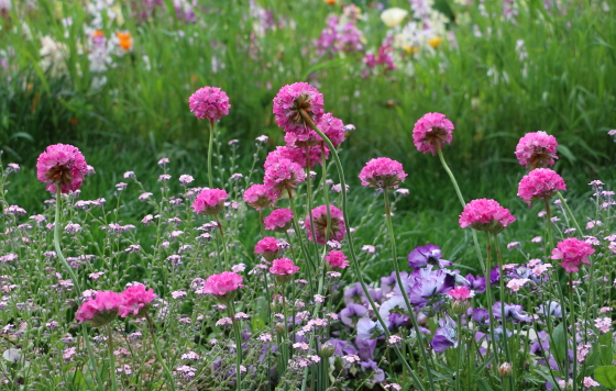 アルメリアはイソマツ科の草花です